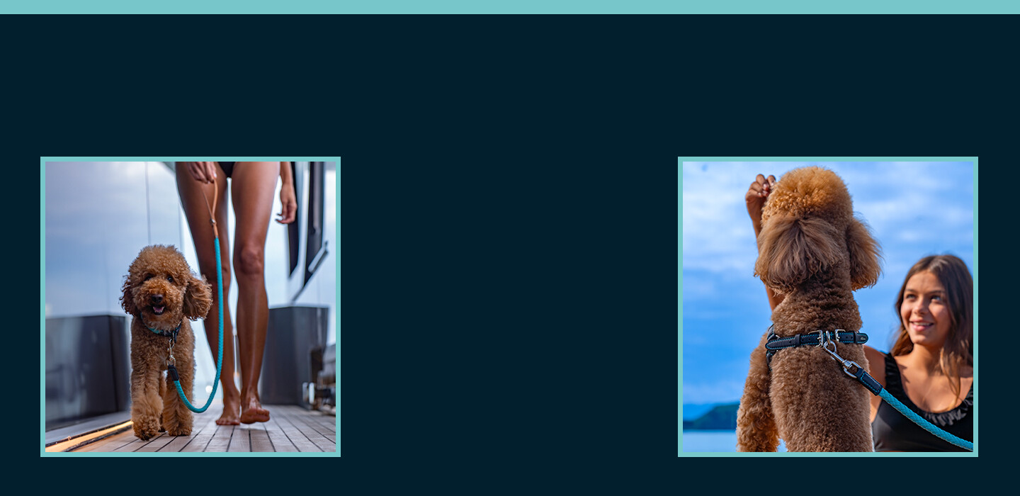 犬用配饰 - Riva Boutique